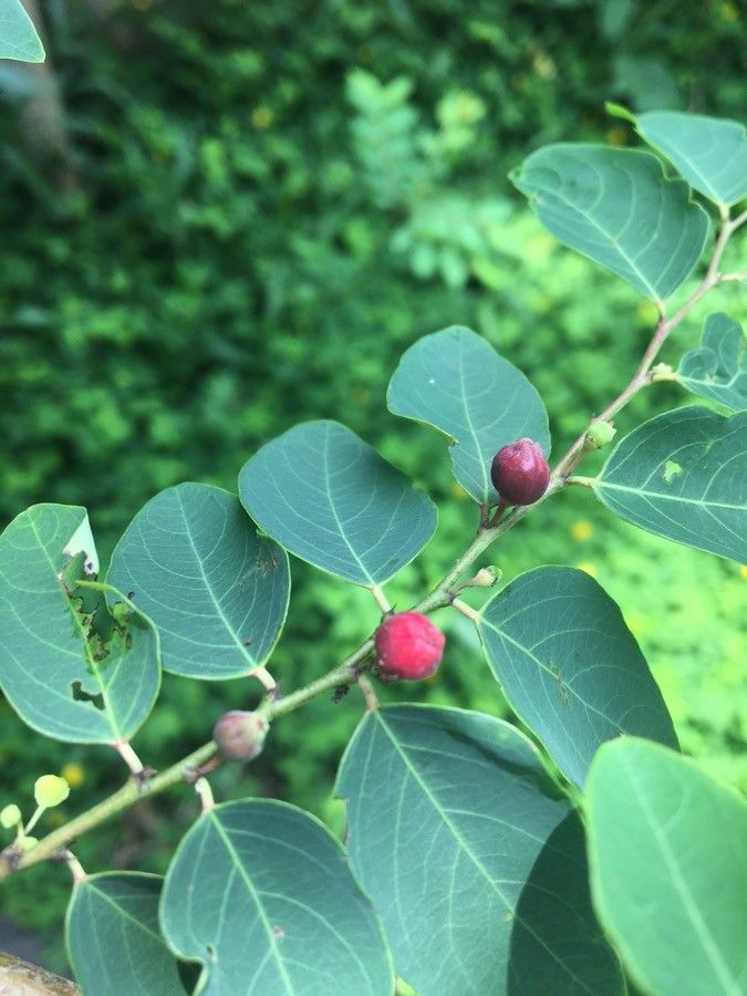 Breynia vitis-idaea flower