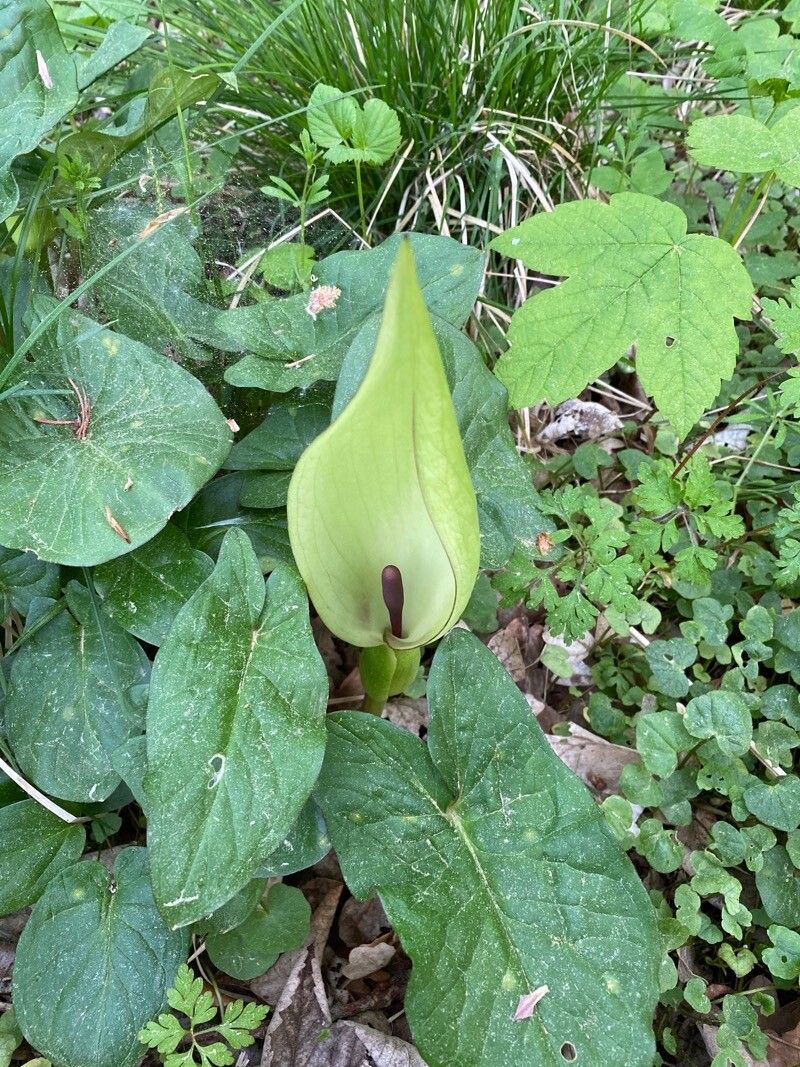 Arum italicum x Arum maculatum flower