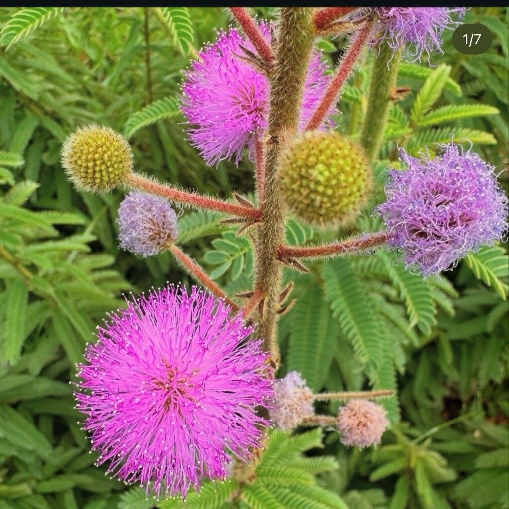 Mimosa dolens flower
