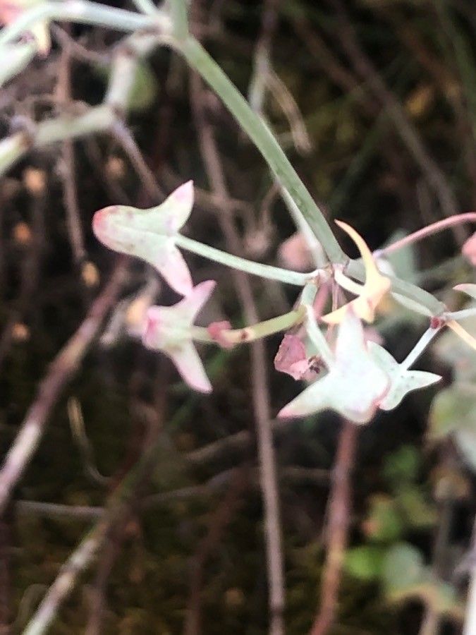 Rumex induratus — houseplant care guide