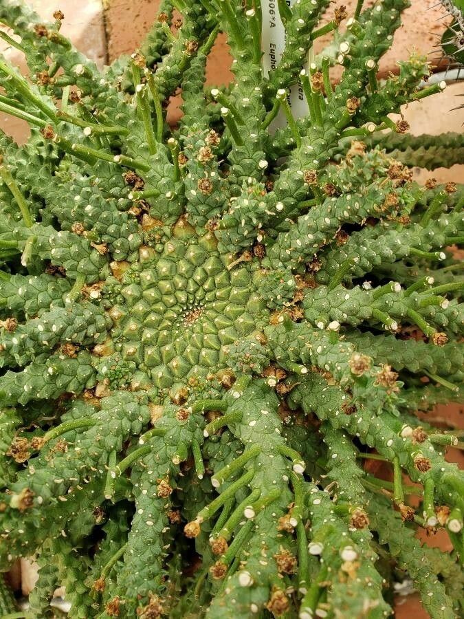 Euphorbia albipollinifera — houseplant care guide