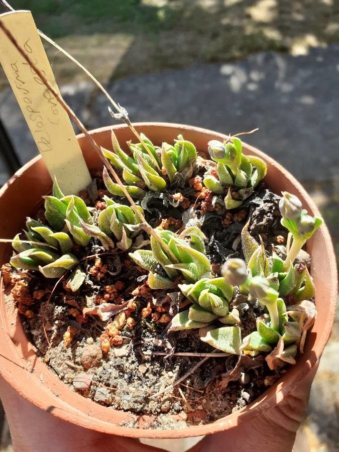 Delosperma congestum — houseplant care guide