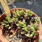 Delosperma congestum