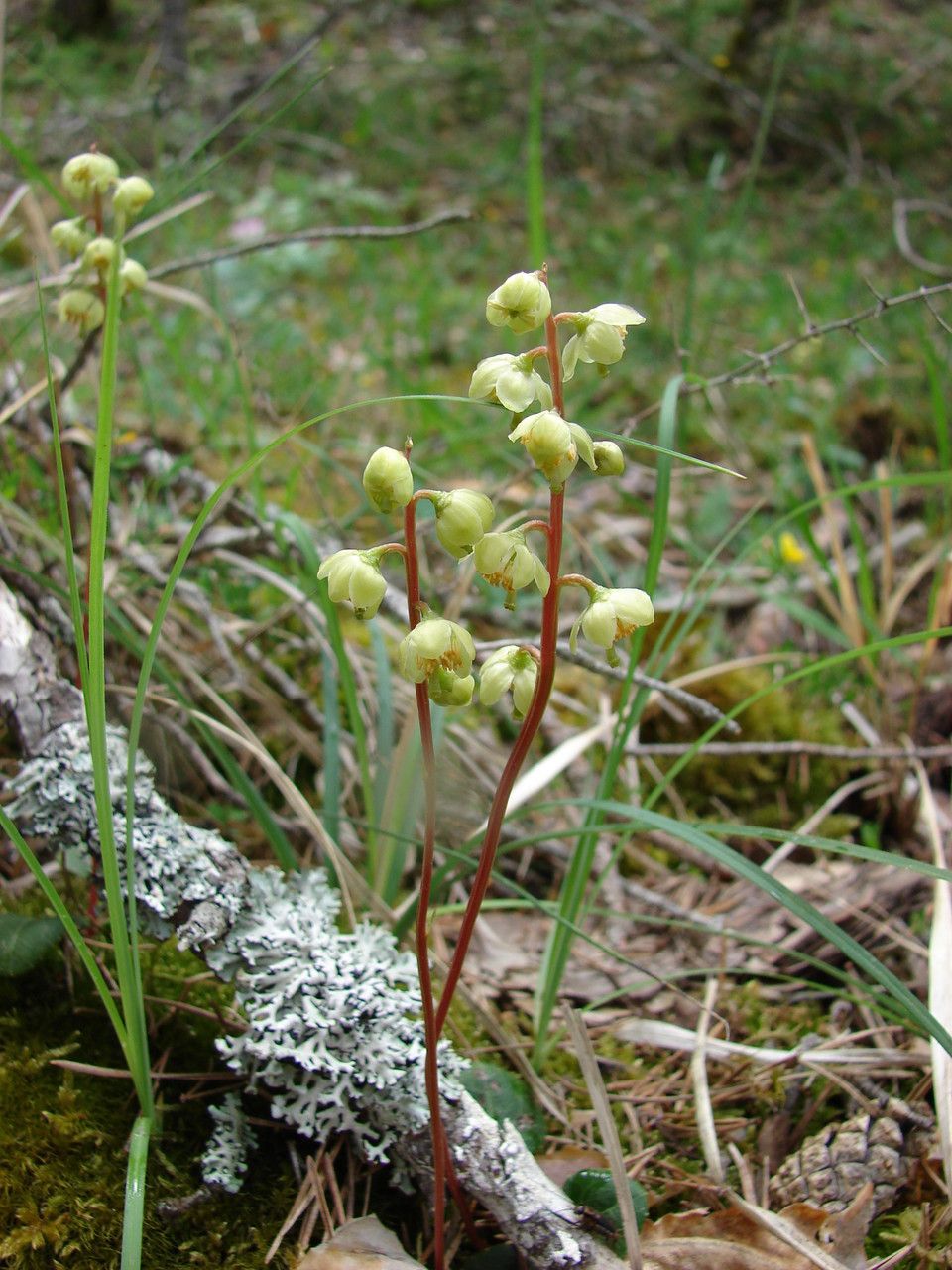 Pyrola media habit