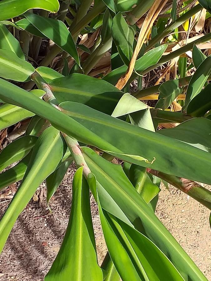 Stachyurus praecox — related species from the same genus