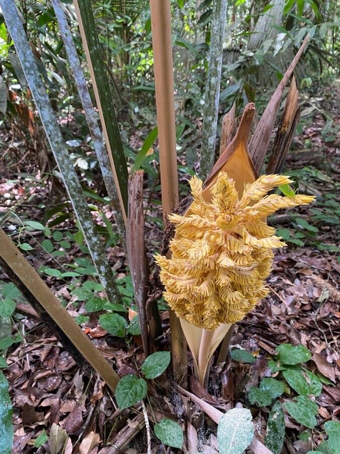 Attalea humilis — houseplant care guide