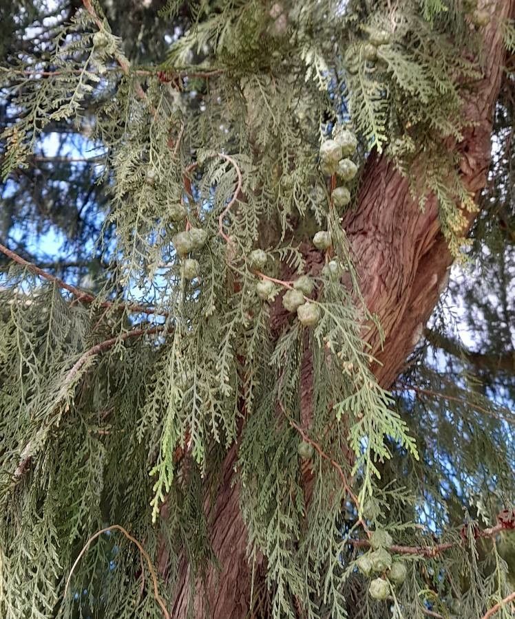 Cupressus pendula fruit
