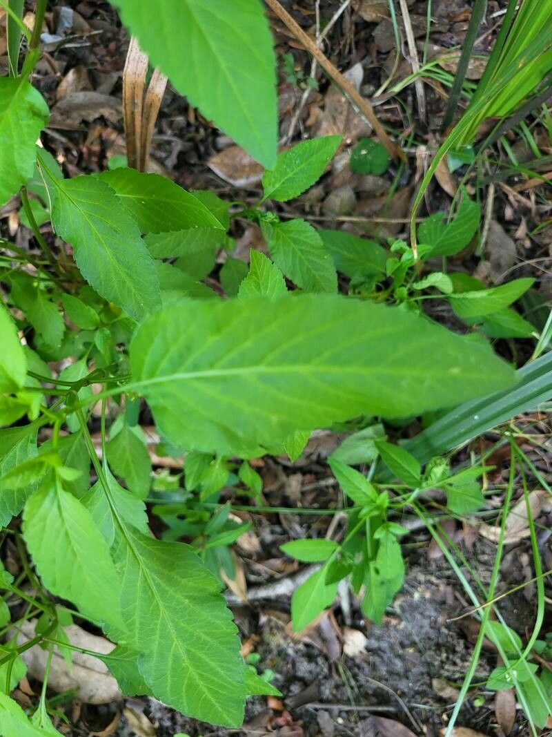 Iodanthus pinnatifidus leaf