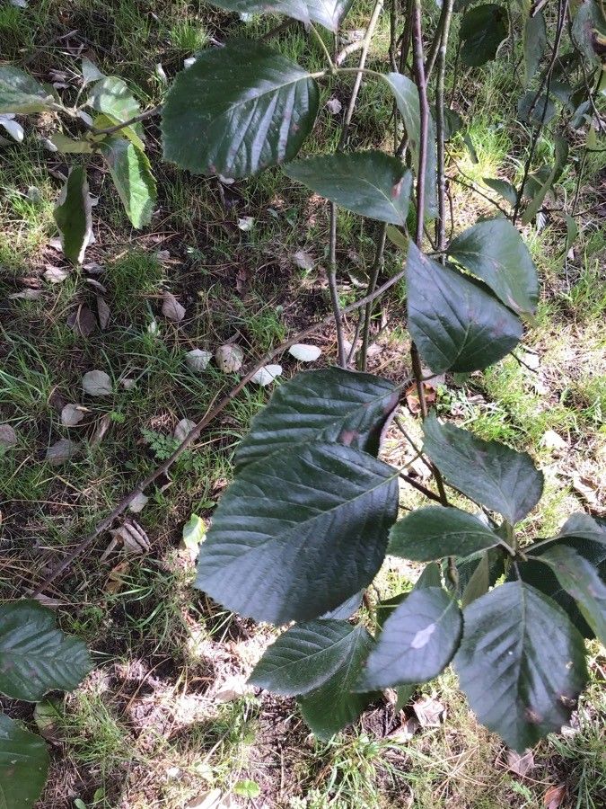 Sorbus croceocarpa — houseplant care guide