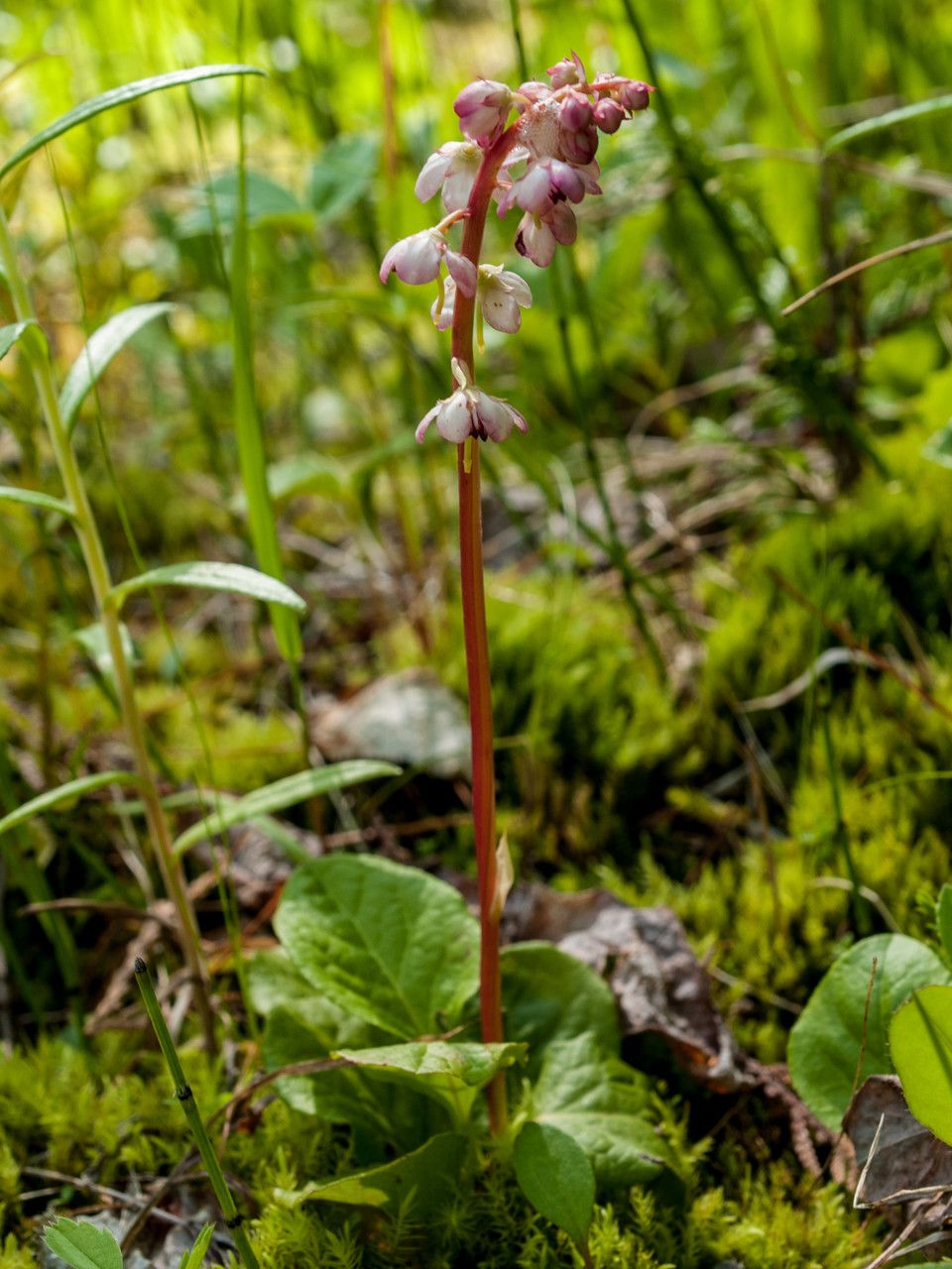 Pyrola asarifolia habit