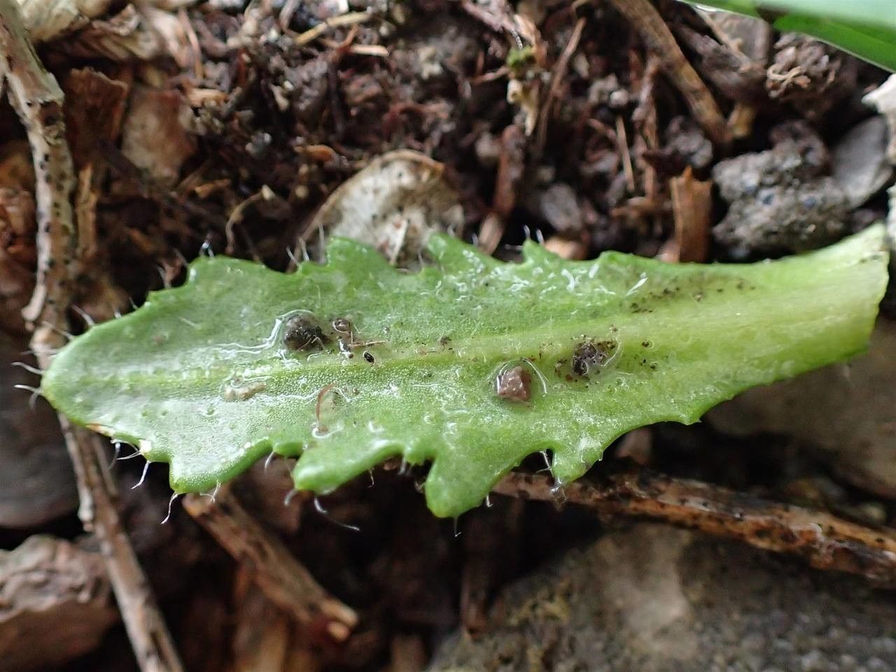 Arabis scabra — houseplant care guide