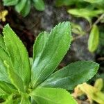 Nipponanthemum nipponicum