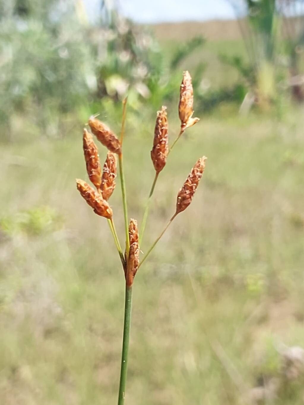 Fimbristylis ferruginea flower