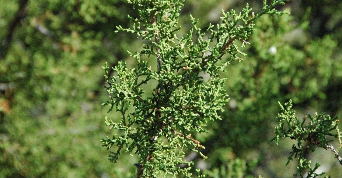 Juniperus pinchotii leaf