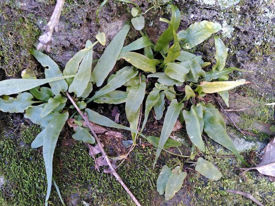 Asplenium rhizophyllum — search result for 'Asplenium'