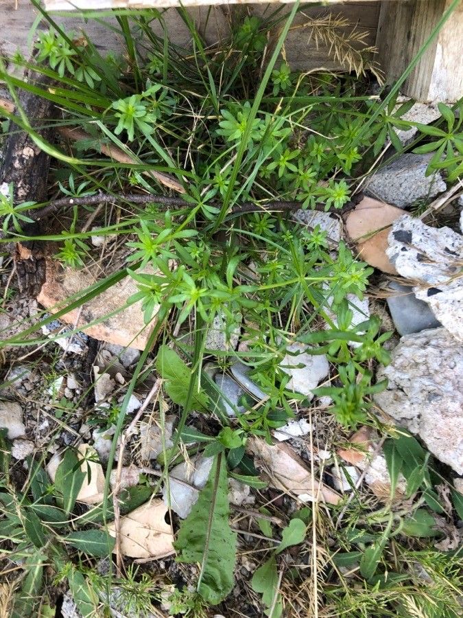 Asperula arvensis leaf