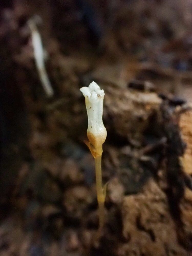 Burmannia hexaptera — related species from the same genus