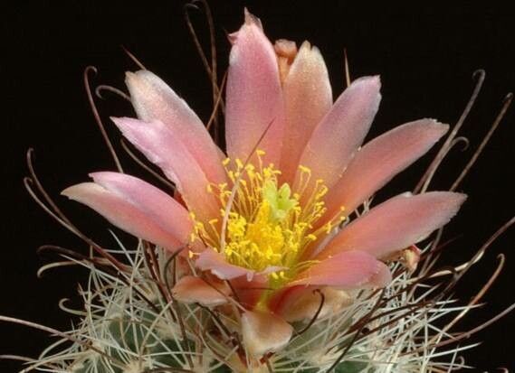 Sclerocactus nyensis — houseplant care guide