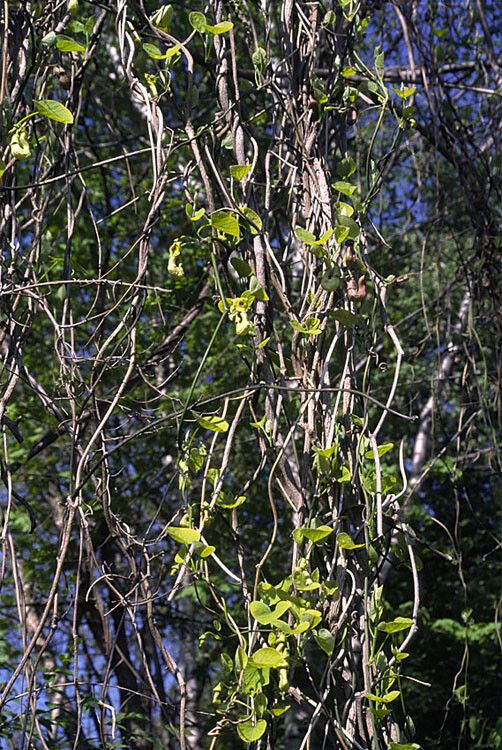 Aristolochia manshuriensis habit