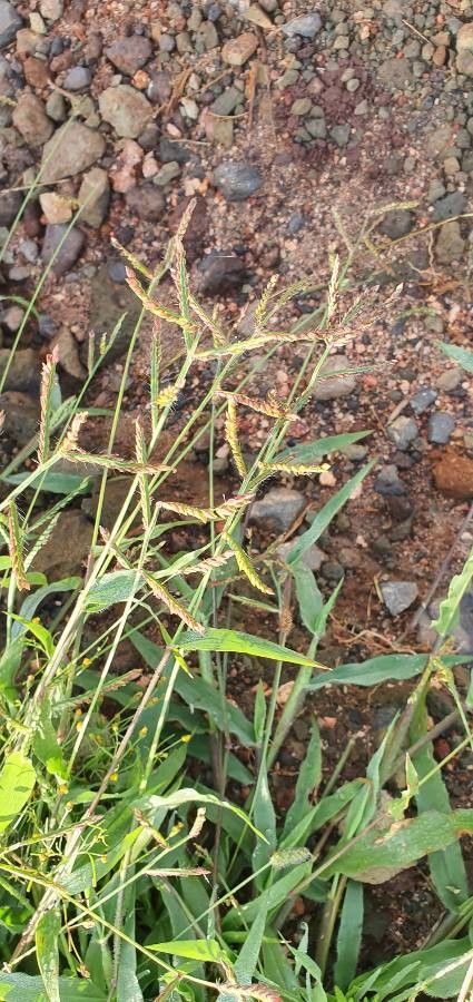 Urochloa panicoides flower