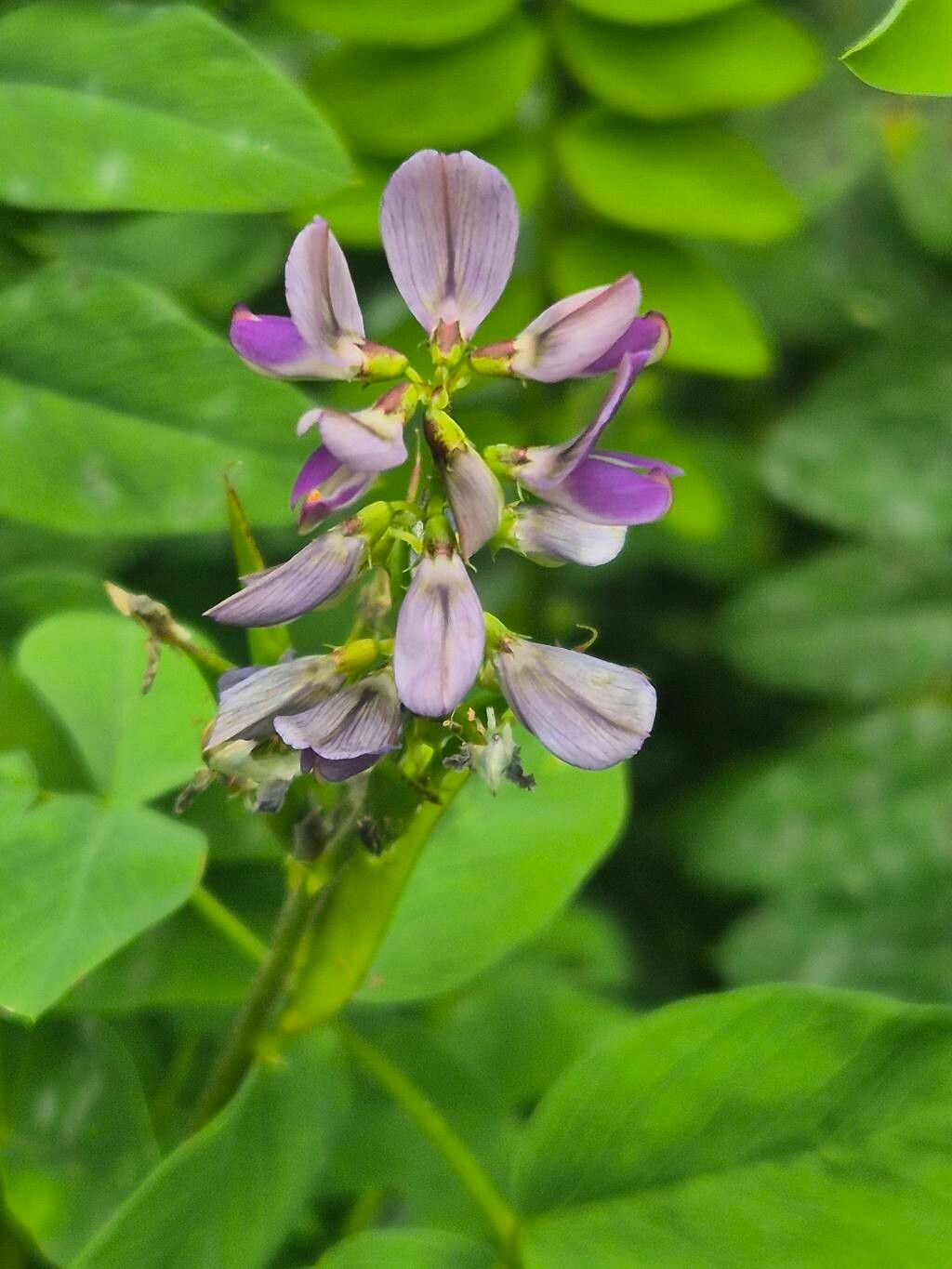Galega battiscombei flower