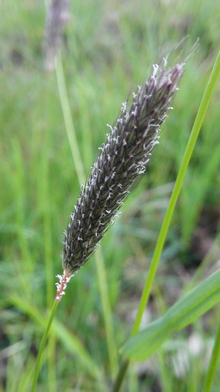 Alopecurus pratensis flower