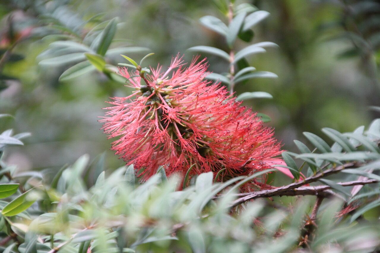 Melaleuca hypericifolia flower