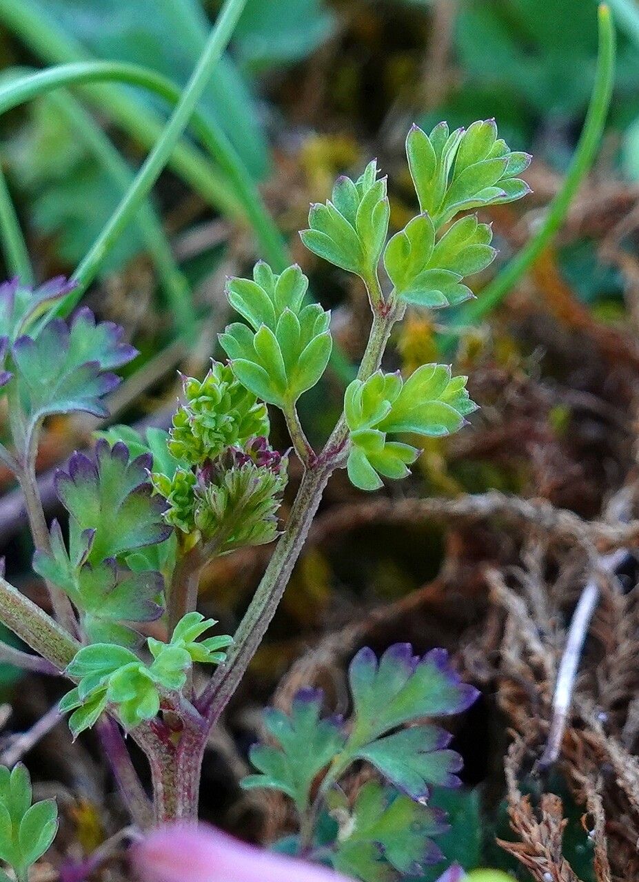 Fumaria officinalis leaf