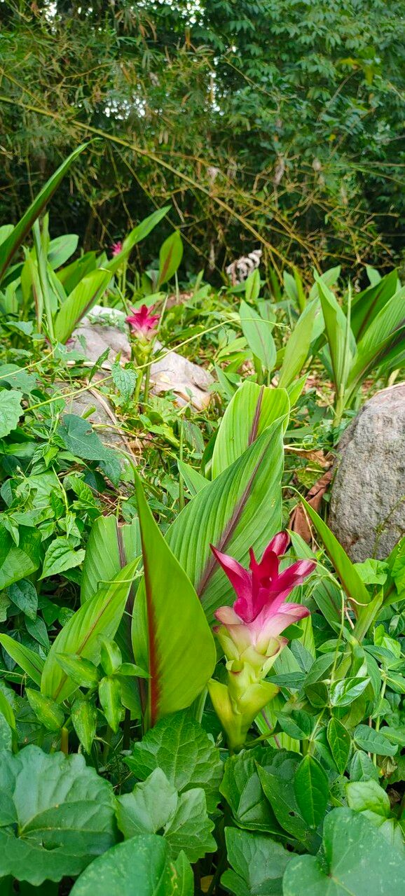 Curcuma zedoaria leaf