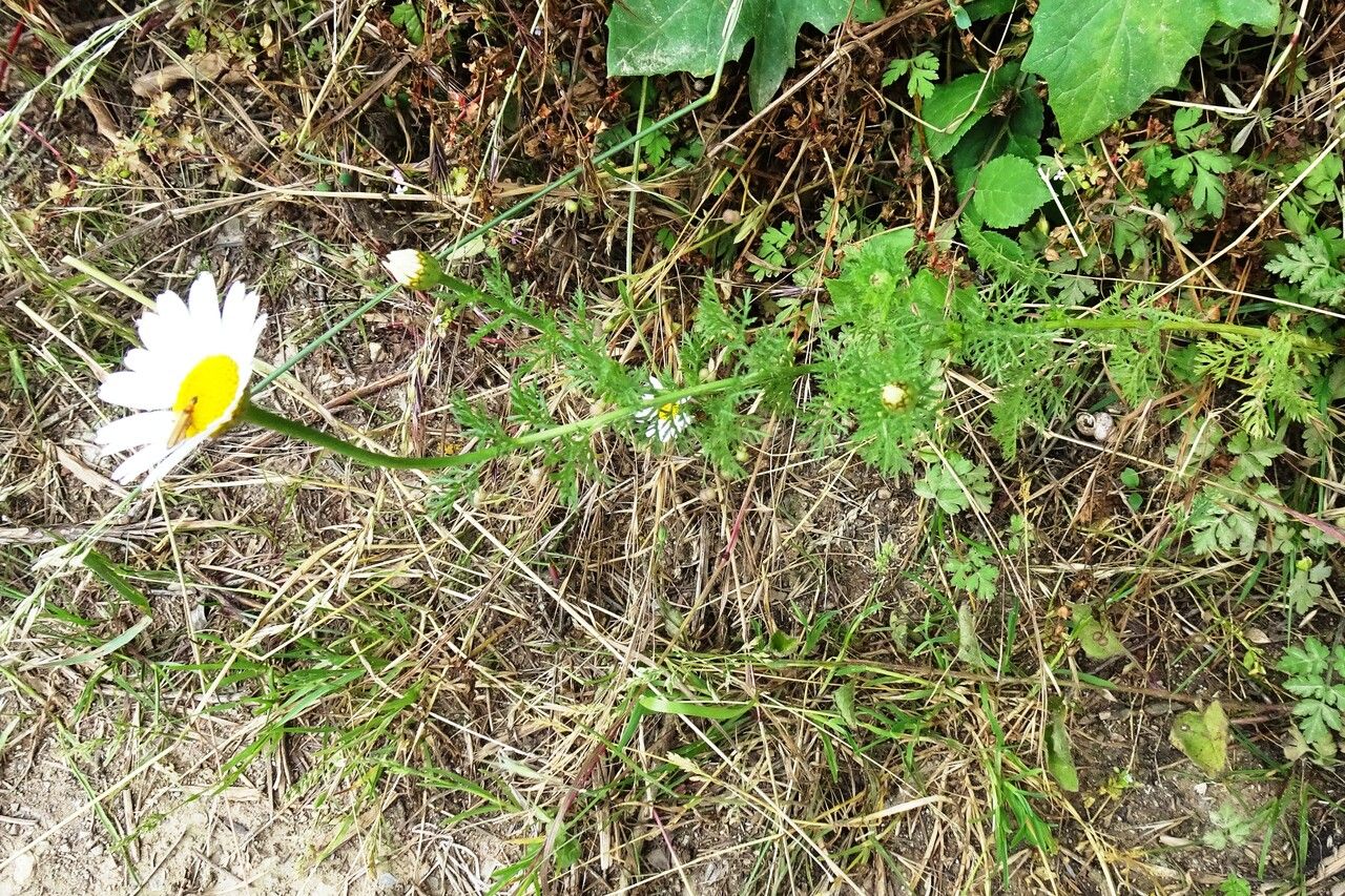Leucanthemum monspeliense habit