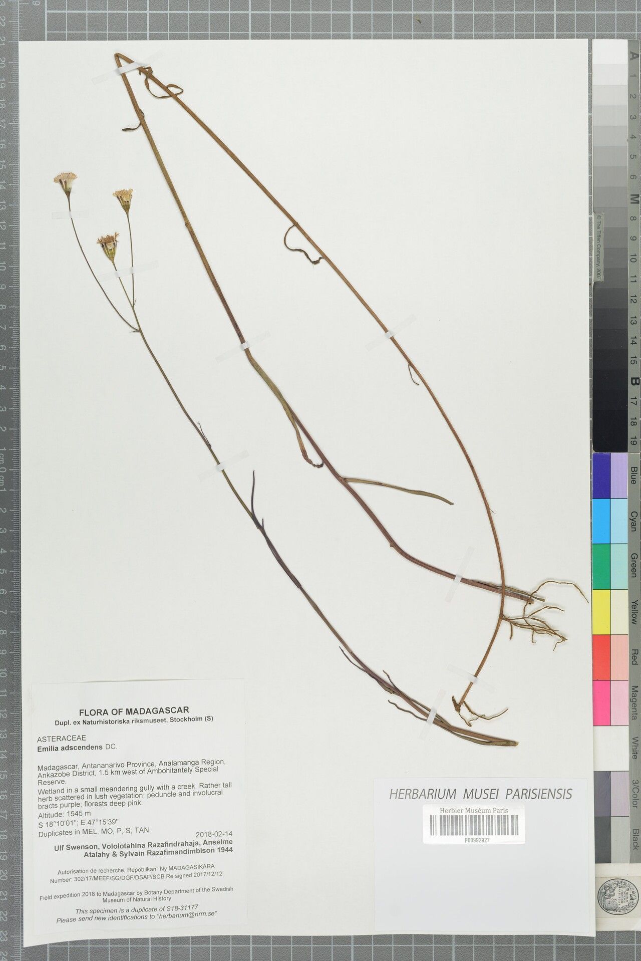 Emilia adscendens — related species from the same genus