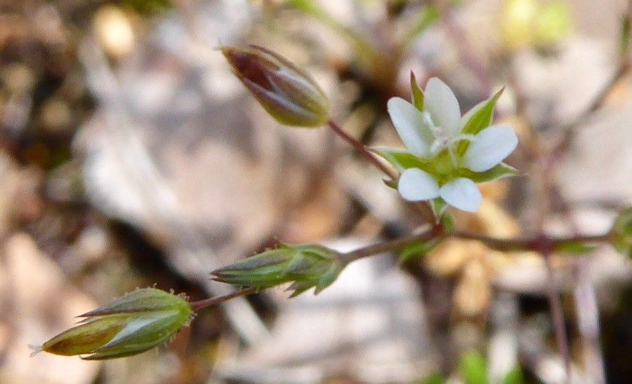 Arenaria modesta — houseplant care guide