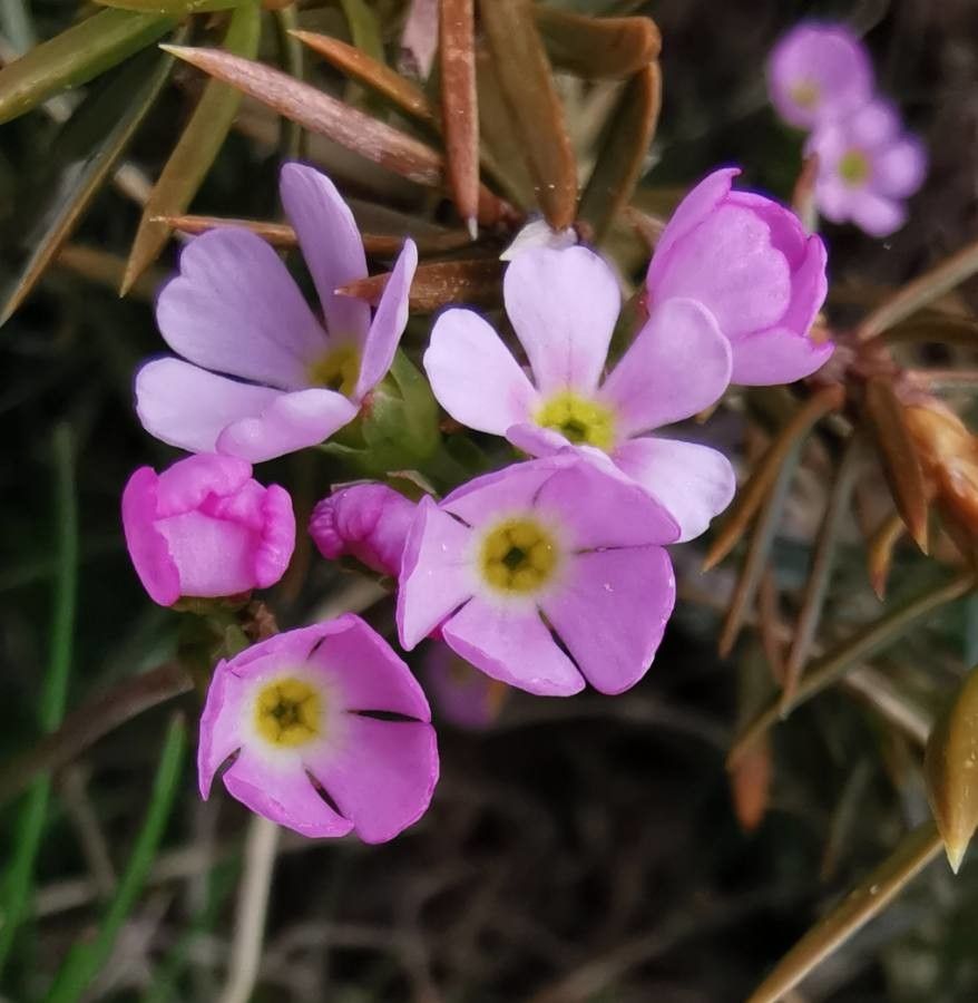 Androsace carnea flower