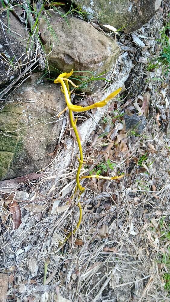 Erythrorchis cassythoides — houseplant care guide