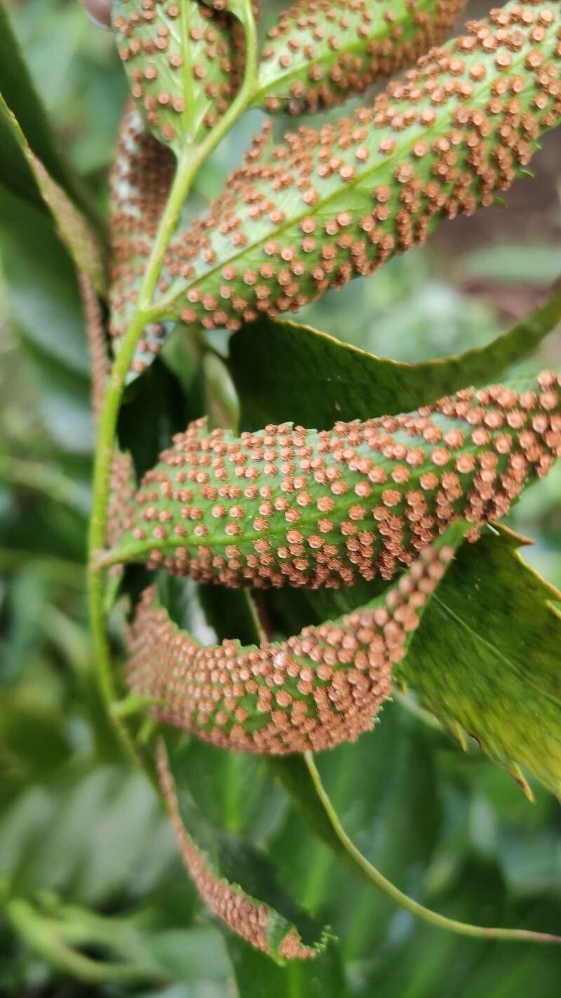 Cyrtomium falcatum flower