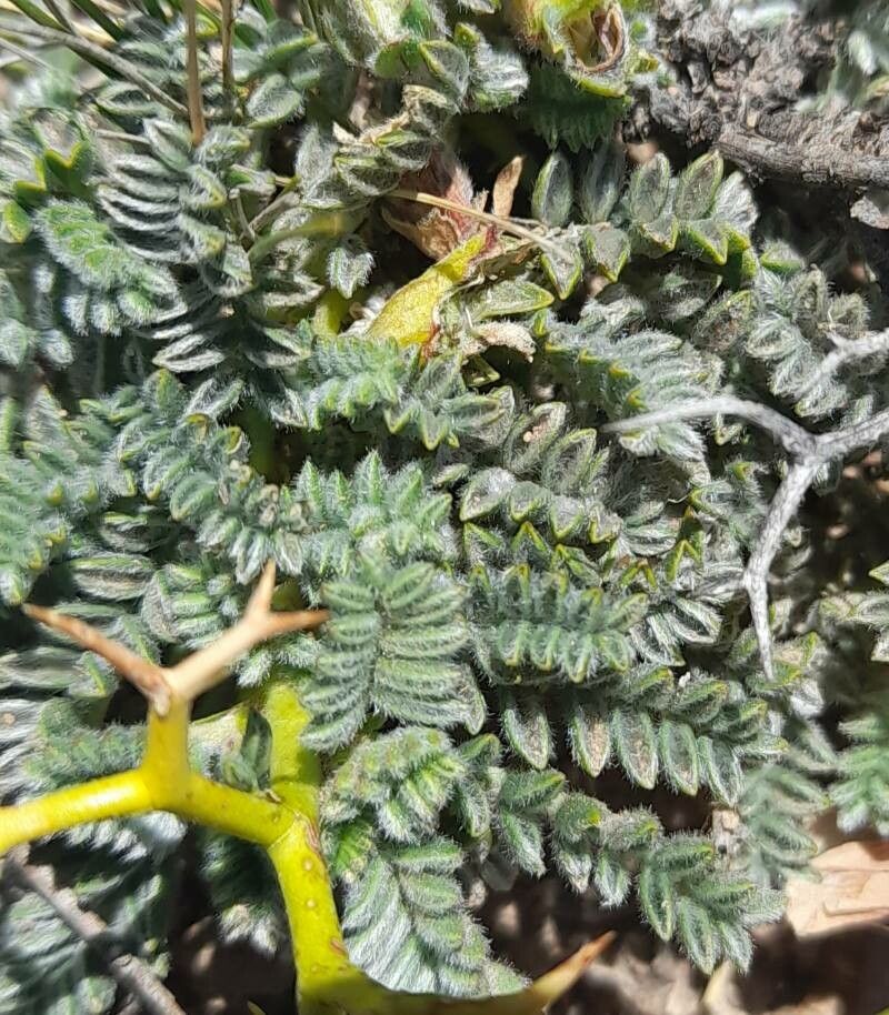 Adesmia minor — houseplant care guide