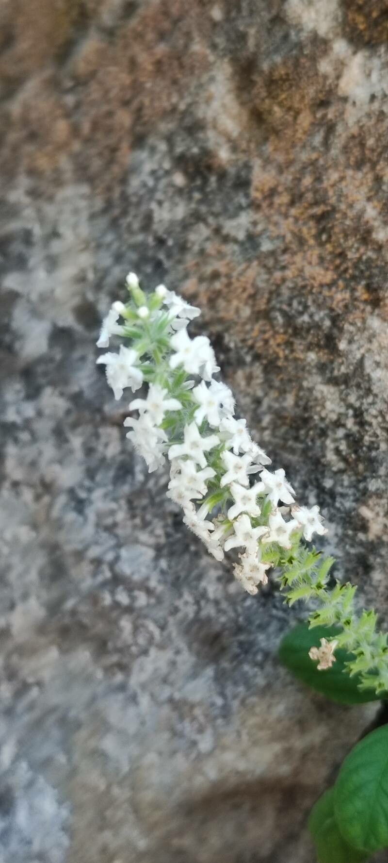 Buddleja asiatica flower