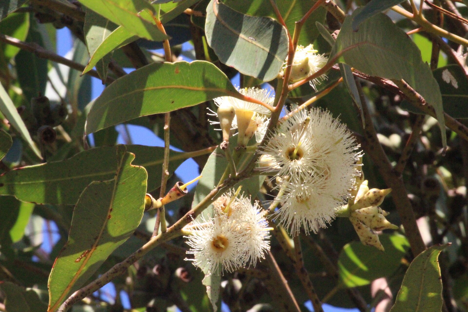 Eucalyptus robusta flower