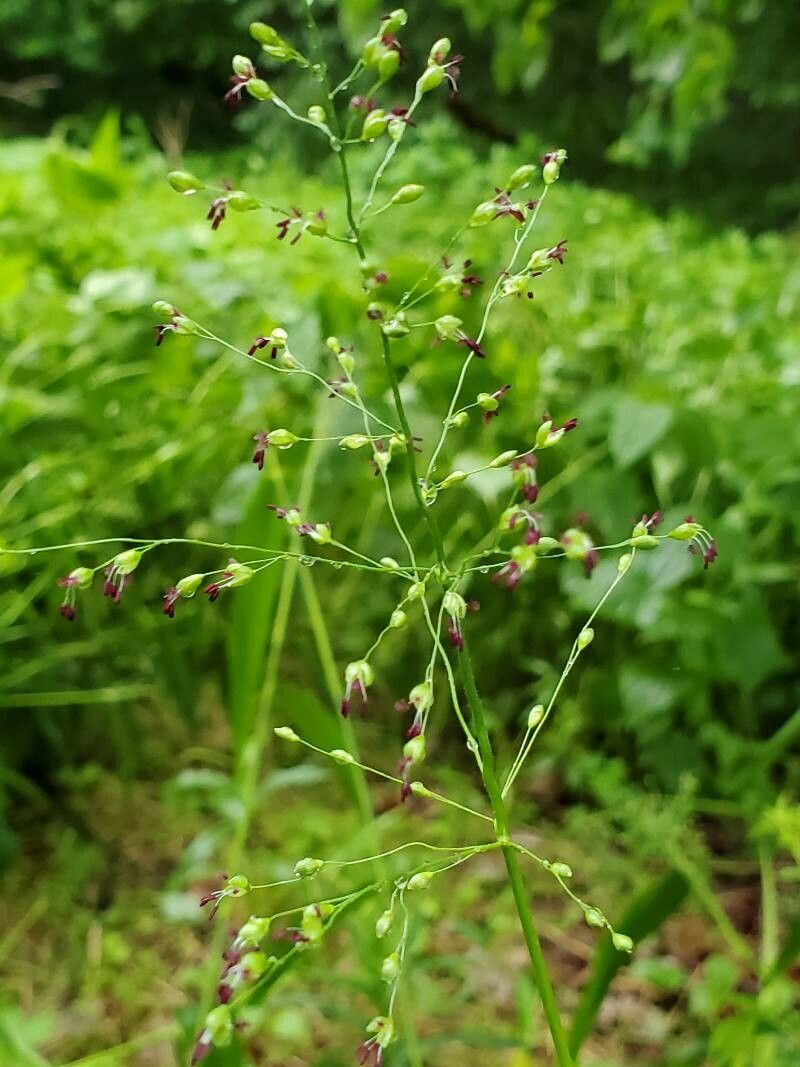 Dichanthelium clandestinum fruit