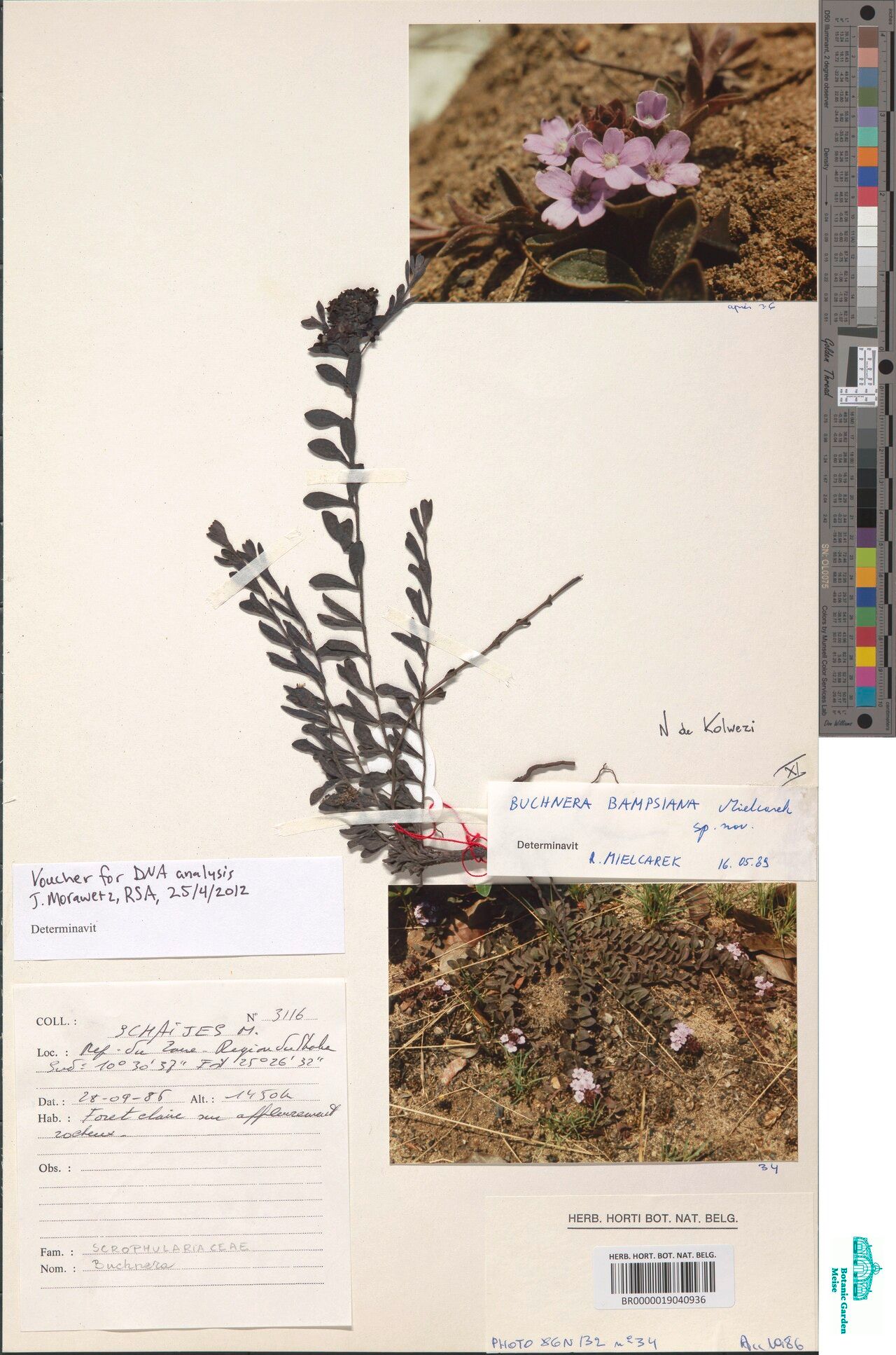 Buchnera bampsiana — related species from the same genus