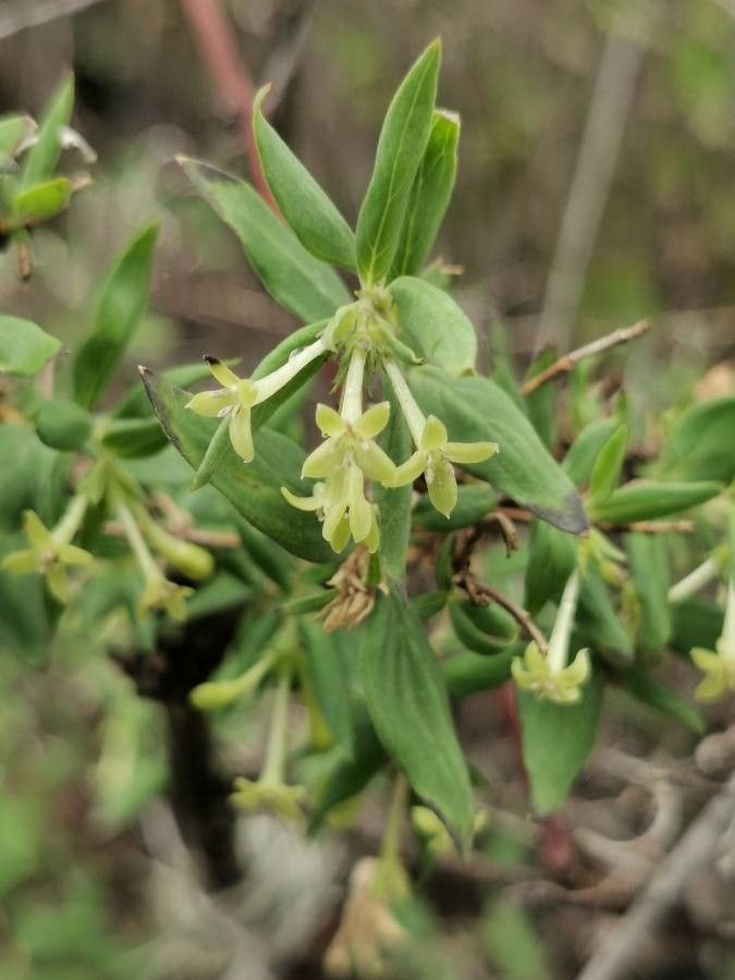 Bouvardia multiflora — houseplant care guide