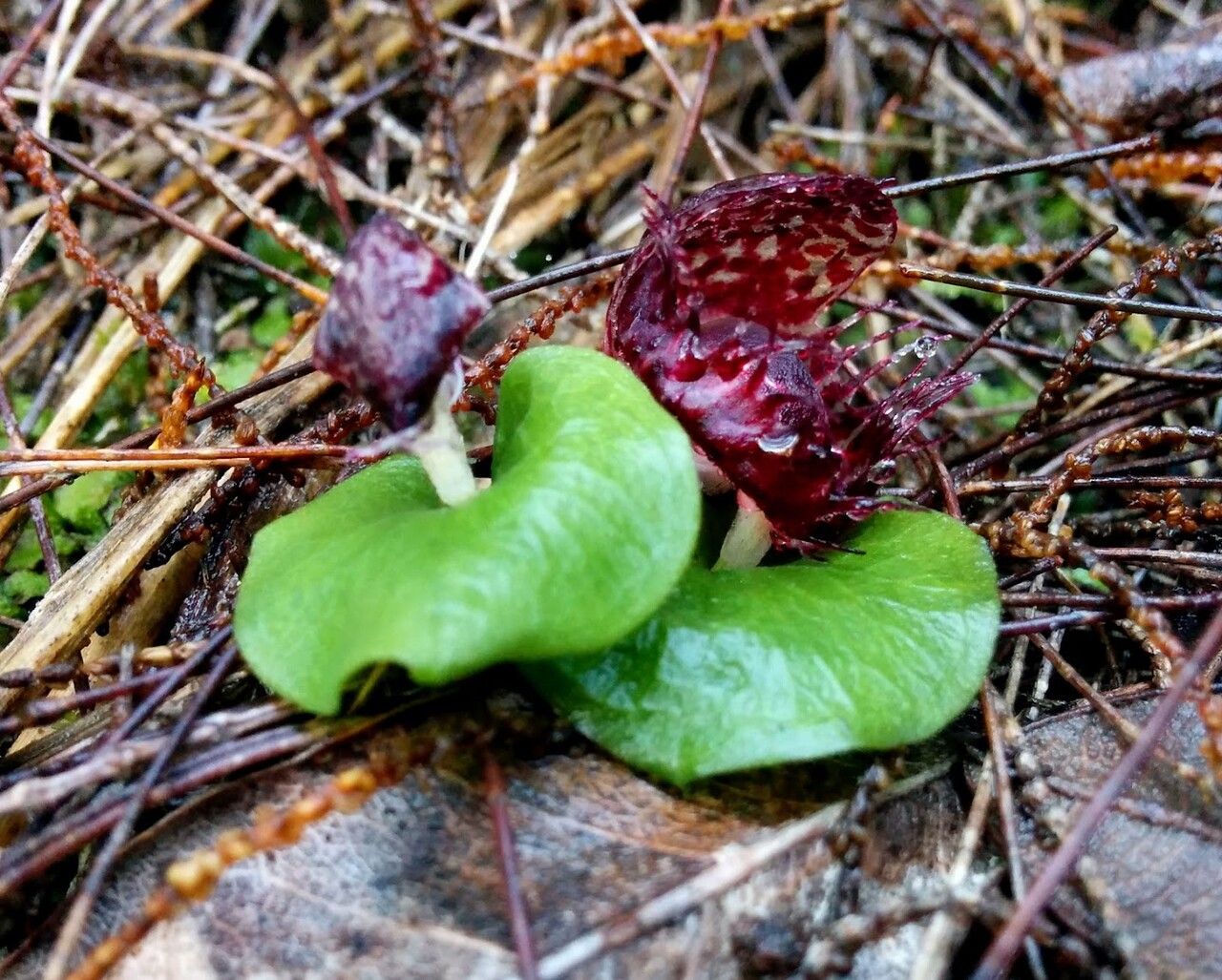 Corybas fimbriatus flower