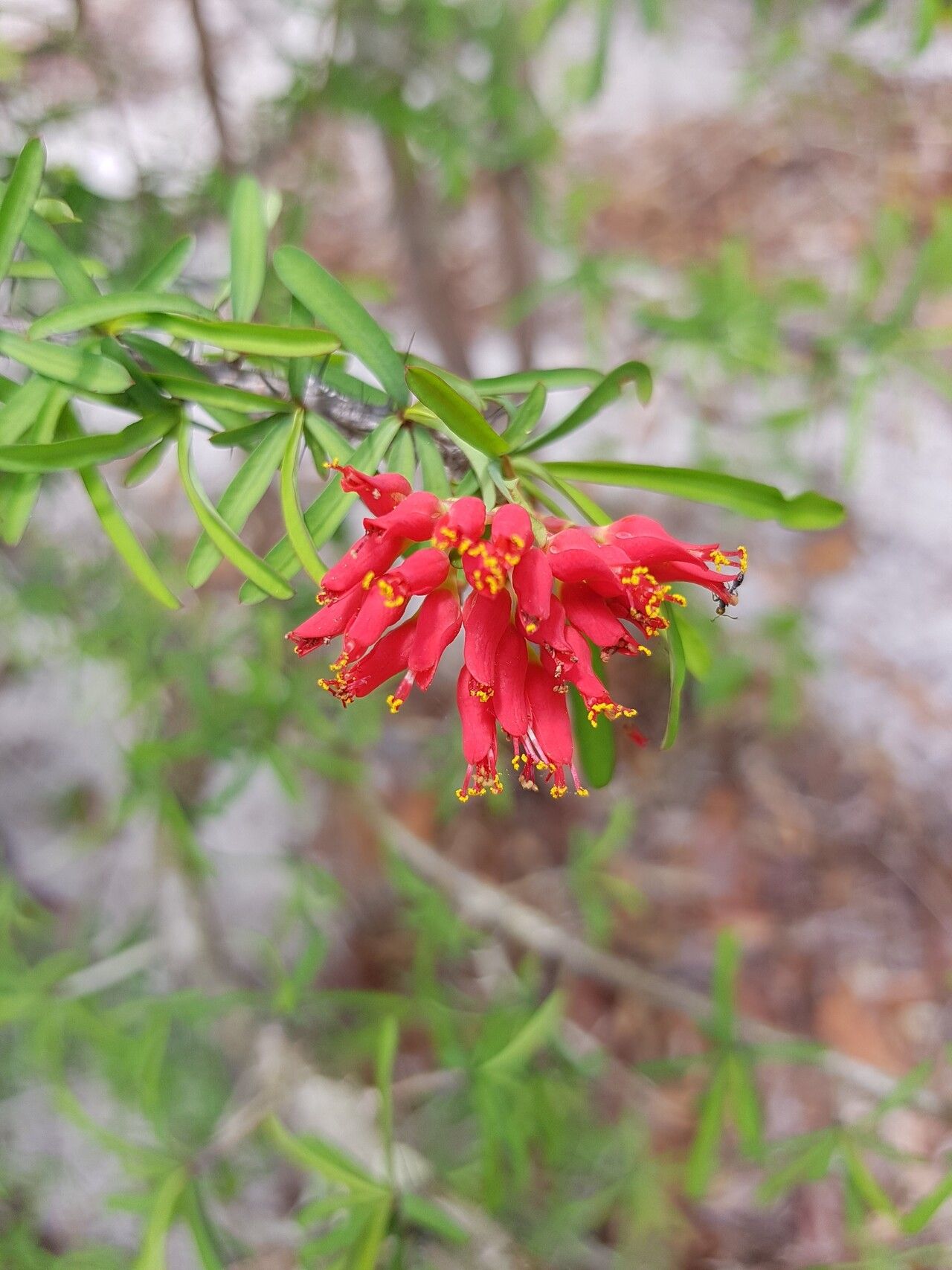 Euphorbia pedilanthoides flower