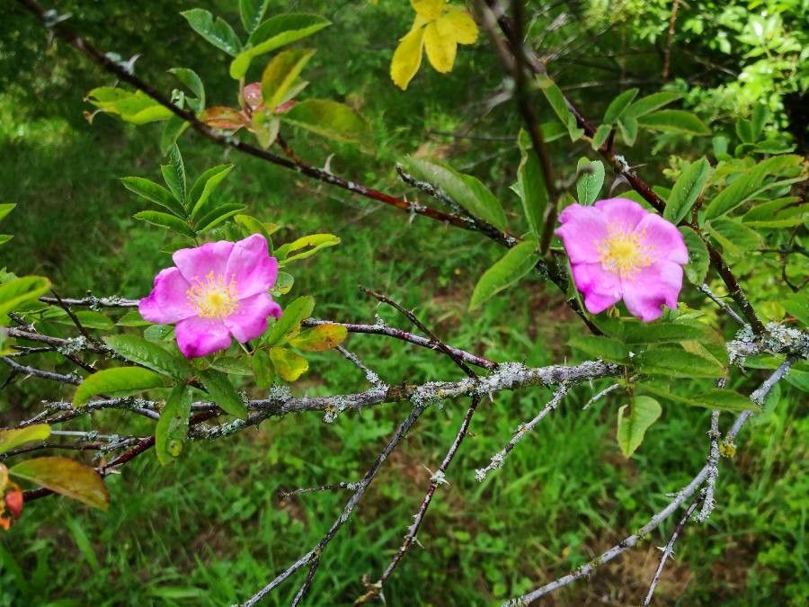 Rosa davurica flower