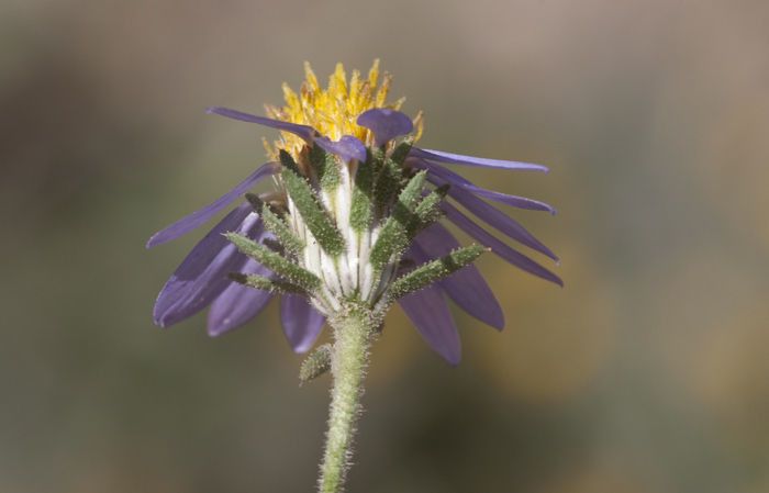 Machaeranthera tagetina flower