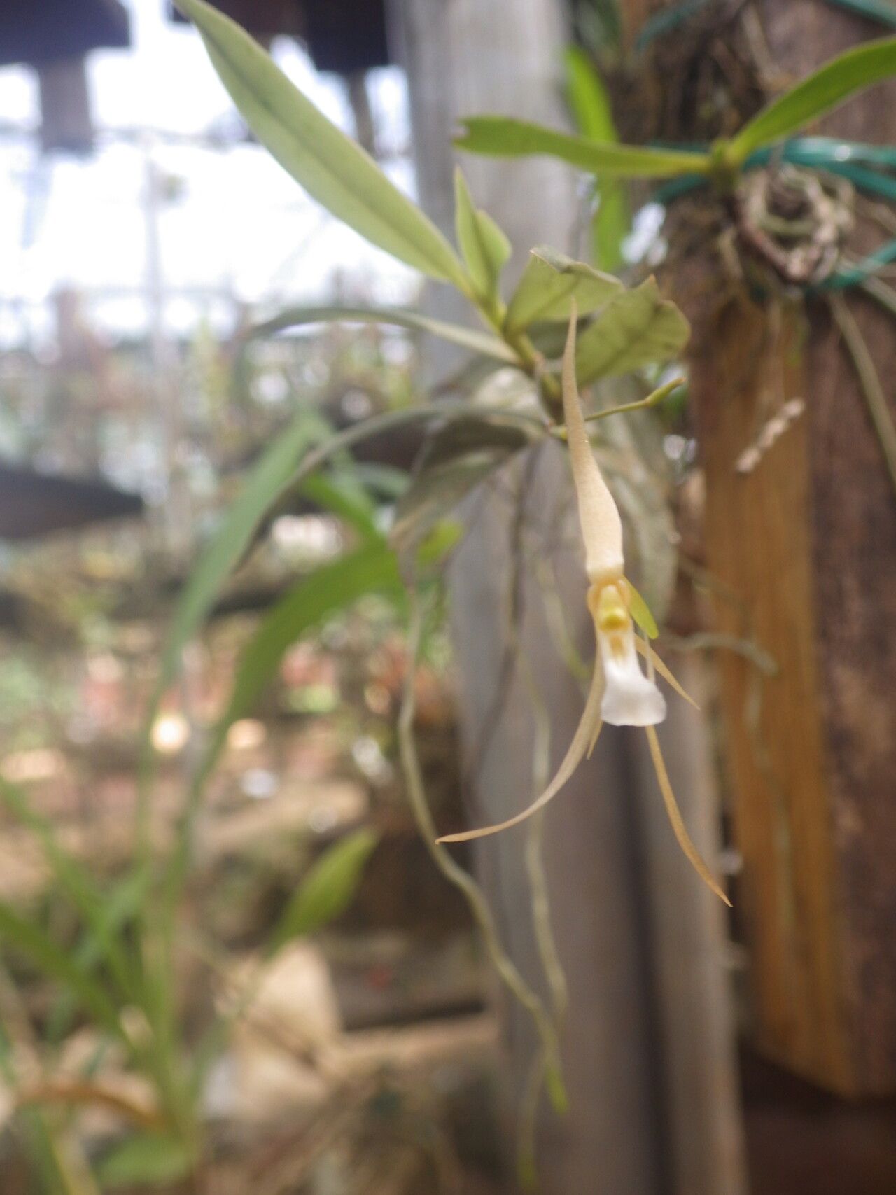 Angraecum angustum flower
