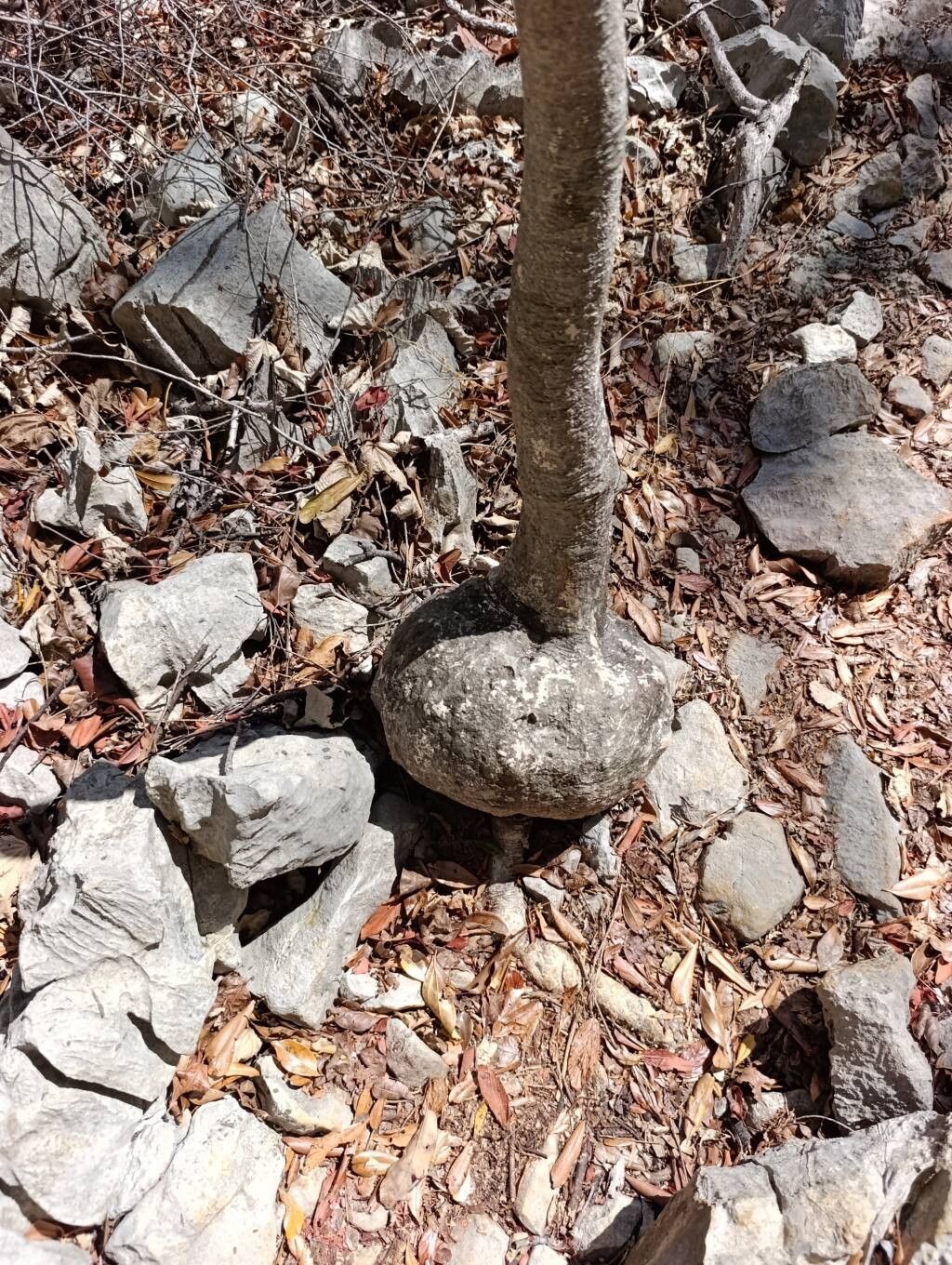 Adenia olaboensis bark