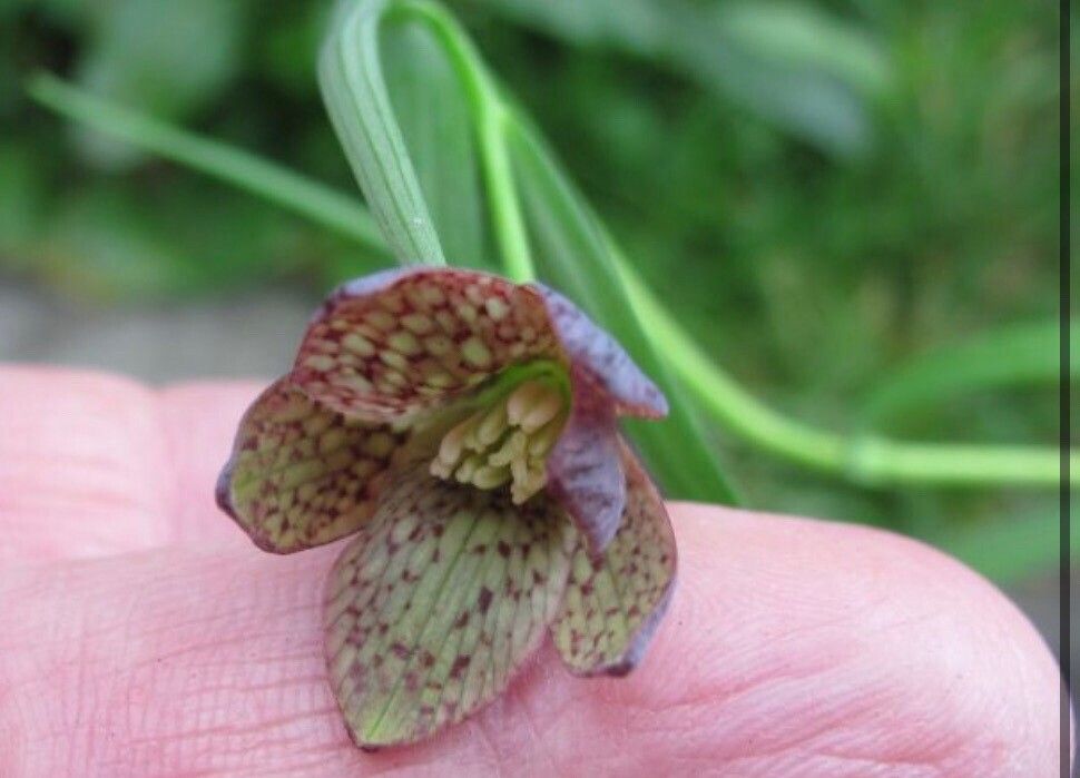 Fritillaria fusca — search result for 'Fritillaria'