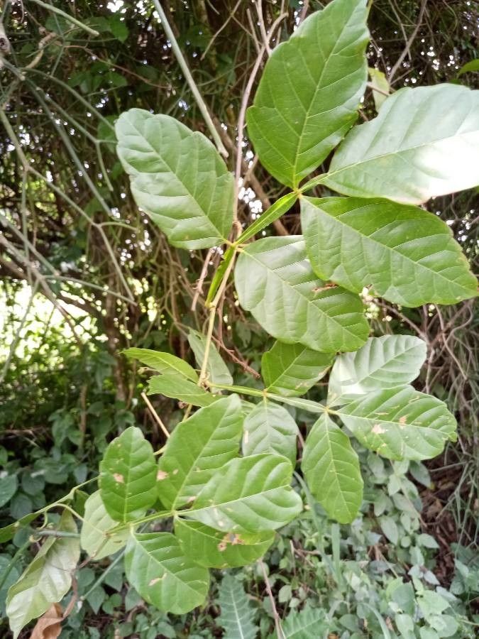 Paullinia cupana — search result for 'Sapindaceae'