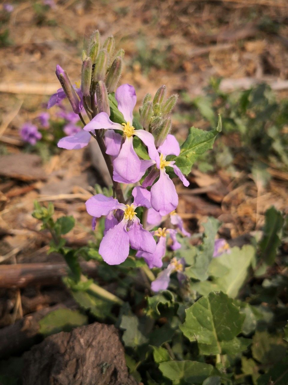 Orychophragmus violaceus flower